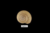 藏品(高雄蝸牛)的圖片